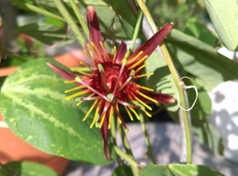  - Passiflora 2018