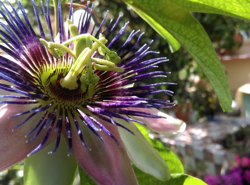  - Passiflora 2018