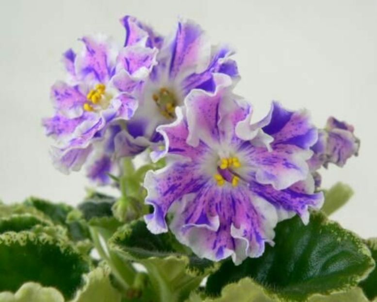 Le Surpriz zimi  poza net - LE Surpriz Zimy