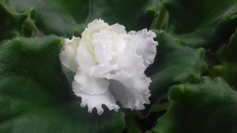  - ZZ LE Vzbitie Slivki sport