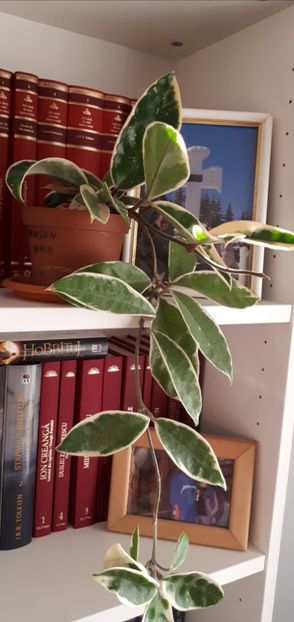  - Hoya 2018 -micuta jungla