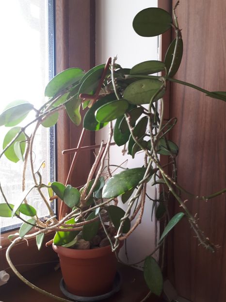  - Hoya 2018 -micuta jungla