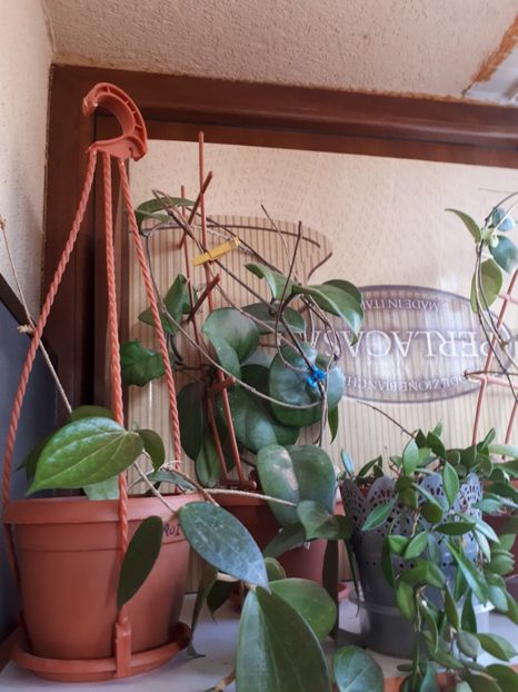  - Hoya 2018 -micuta jungla