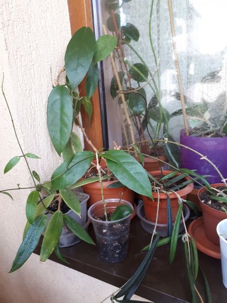  - Hoya 2018 -micuta jungla