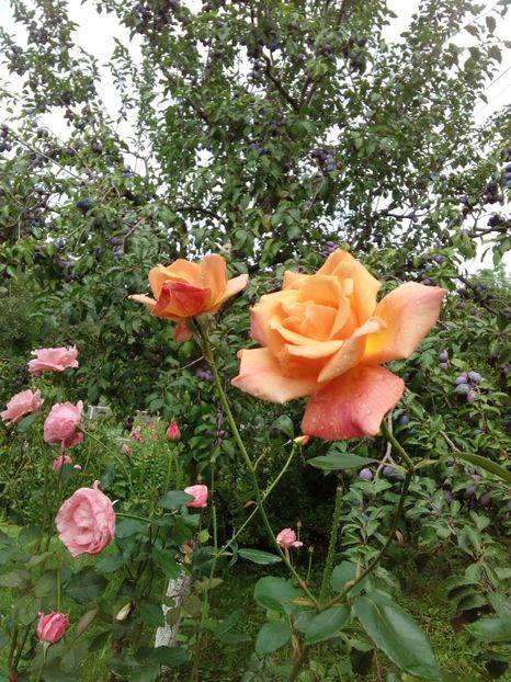  - TRANDAFIRI 2018-2019