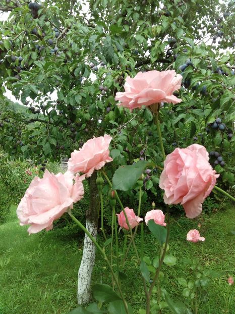  - TRANDAFIRI 2018-2019