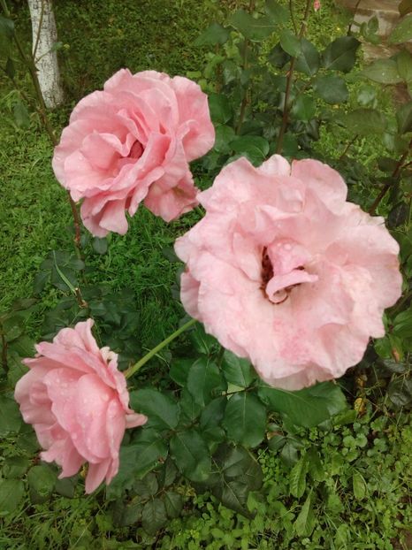  - TRANDAFIRI 2018-2019