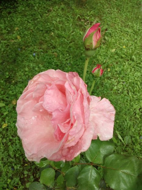  - TRANDAFIRI 2018-2019