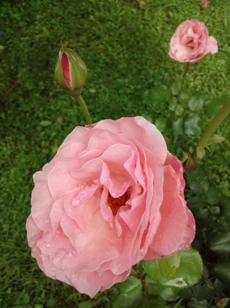  - TRANDAFIRI 2018-2019