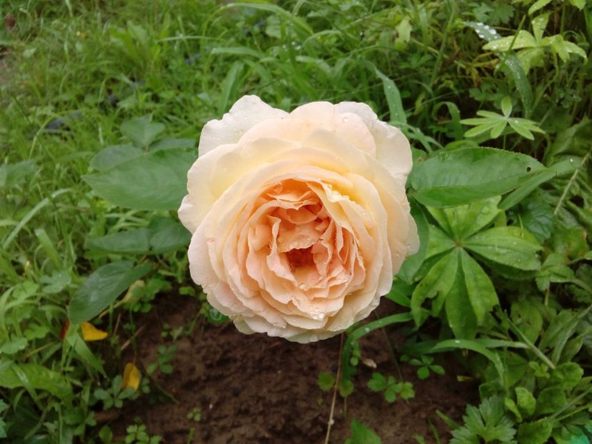 Un Peace Junior - TRANDAFIRI 2018-2019