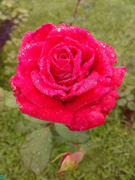  - TRANDAFIRI 2018-2019