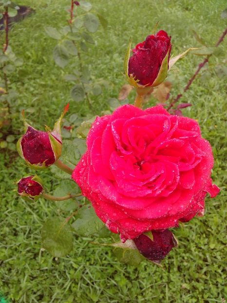  - TRANDAFIRI 2018-2019