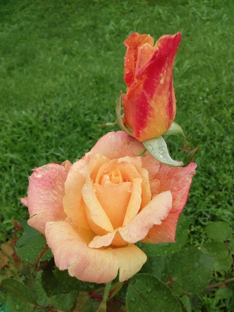  - TRANDAFIRI 2018-2019