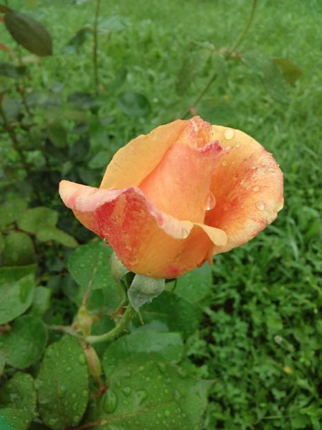  - TRANDAFIRI 2018-2019