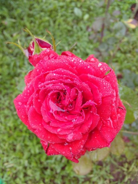  - TRANDAFIRI 2018-2019