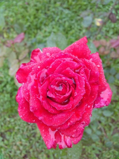  - TRANDAFIRI 2018-2019