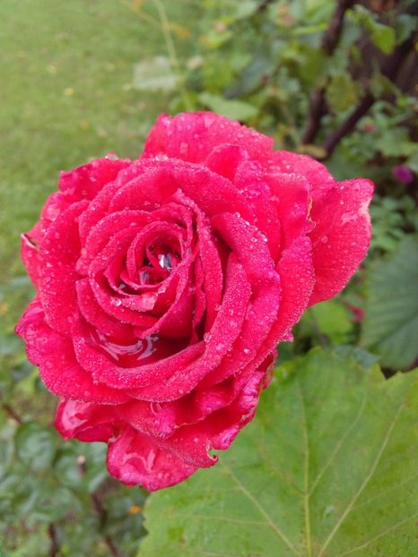  - TRANDAFIRI 2018-2019