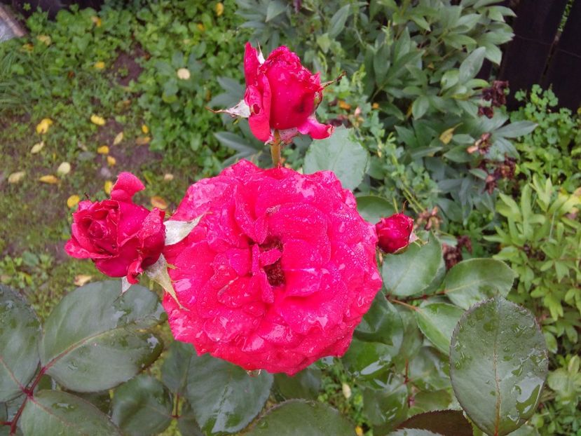  - TRANDAFIRI 2018-2019