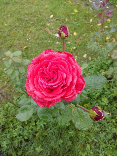  - TRANDAFIRI 2018-2019