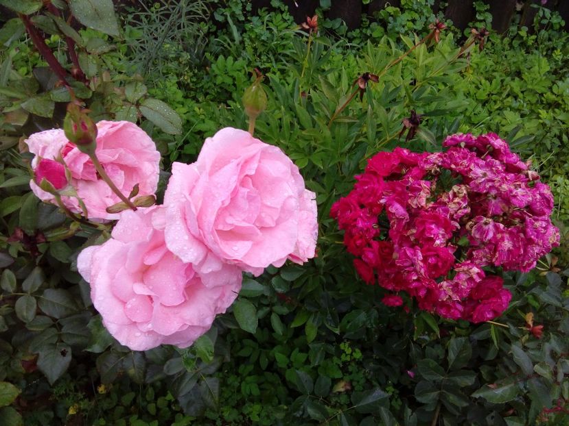  - TRANDAFIRI 2018-2019