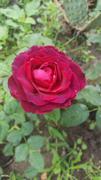 prima floare - Rose des 4 vents