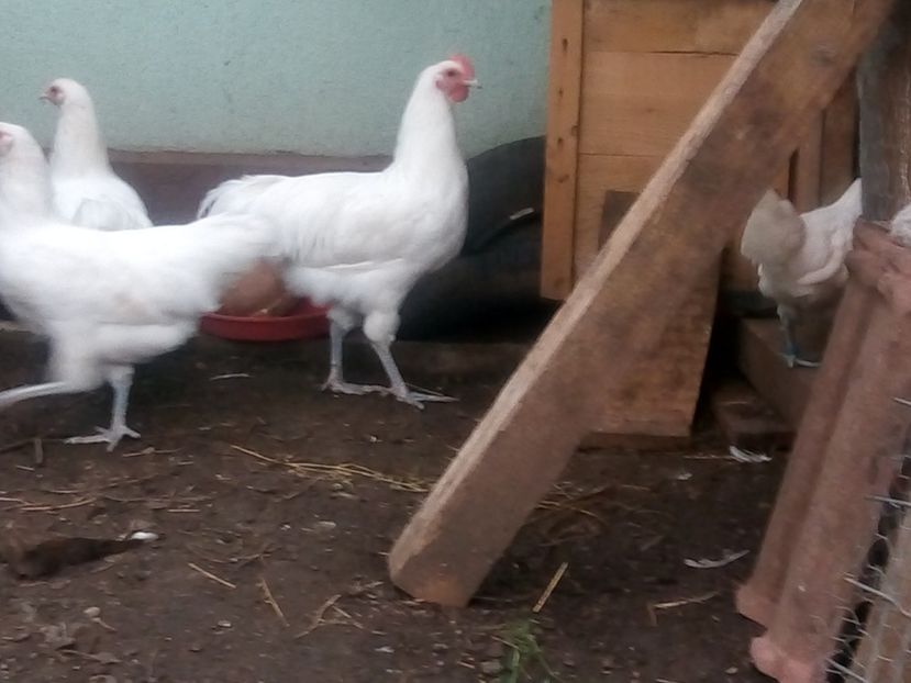  - Australorp alb