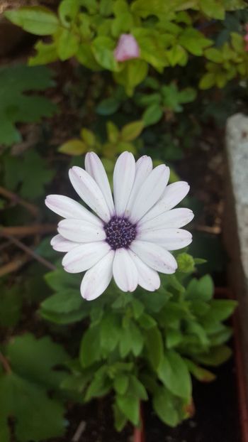  - Flori-2018-1