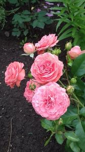 KIMONO - 00Vând trandafiri înrădăcinati toamna 2020