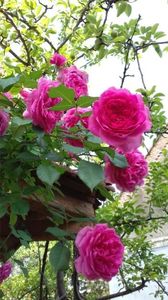 Rixi urcător 2 ani - 00Vând trandafiri înrădăcinati toamna 2020