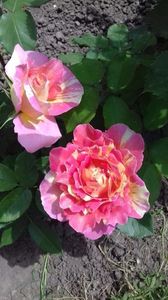 Rose de Cisterciens - 00Vând trandafiri înrădăcinati toamna 2020