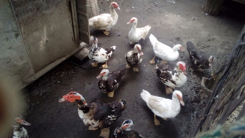  - Matca de rațe leșești 2018