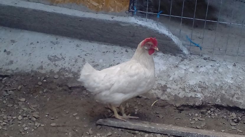 Găină Leghorn - Găini