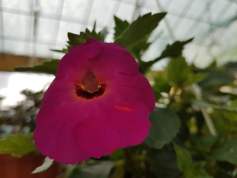 Elegance - achimenes 2018