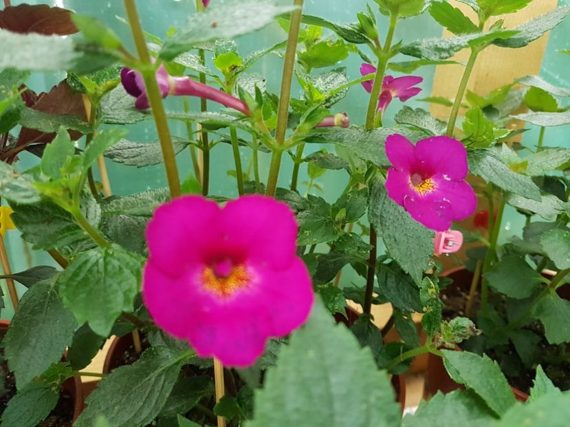 Claret - achimenes 2018
