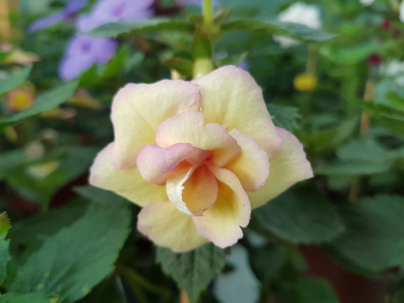 Sun dance - achimenes 2018