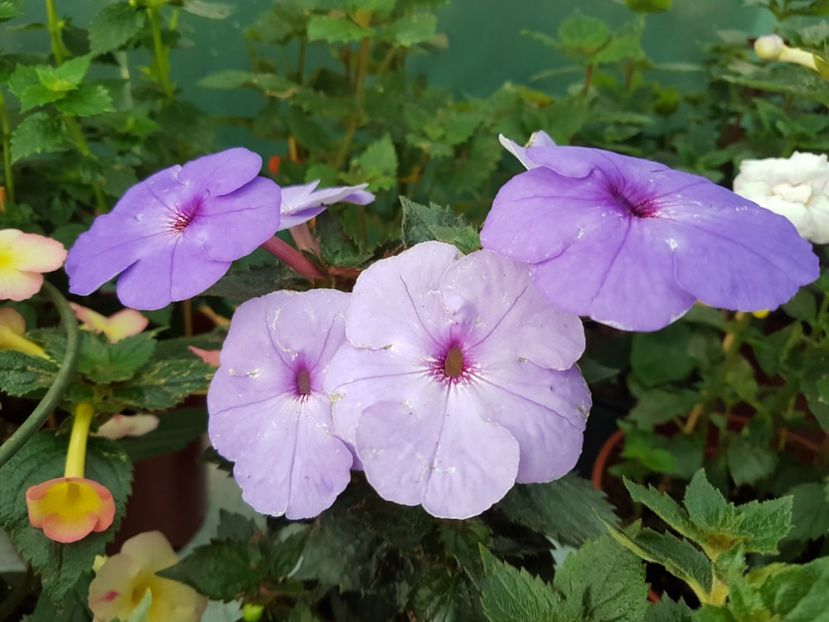 Odessa blue - achimenes 2018