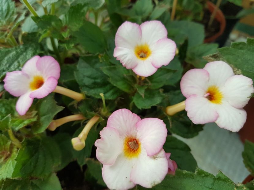 Van gogh - achimenes 2018