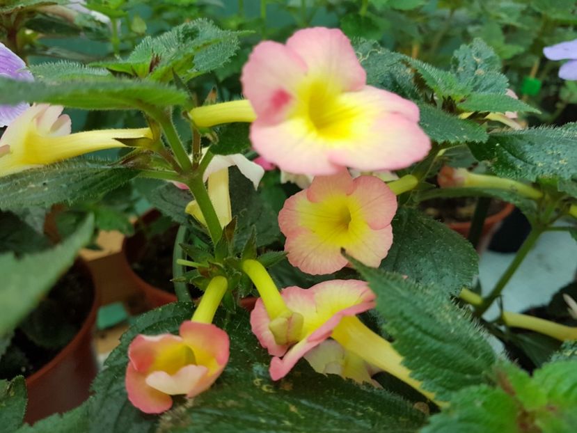 Strawberry  lemon - achimenes 2018