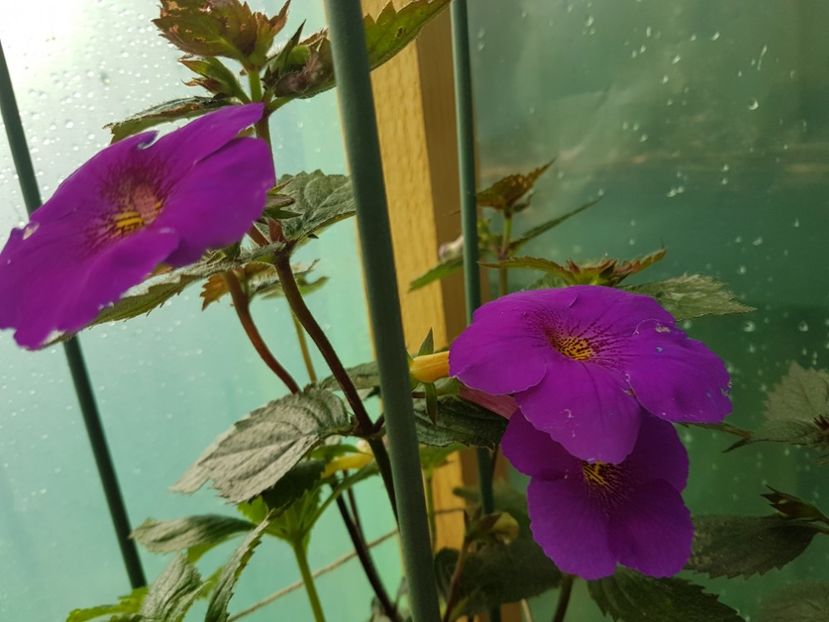 Extravaganta - achimenes 2018