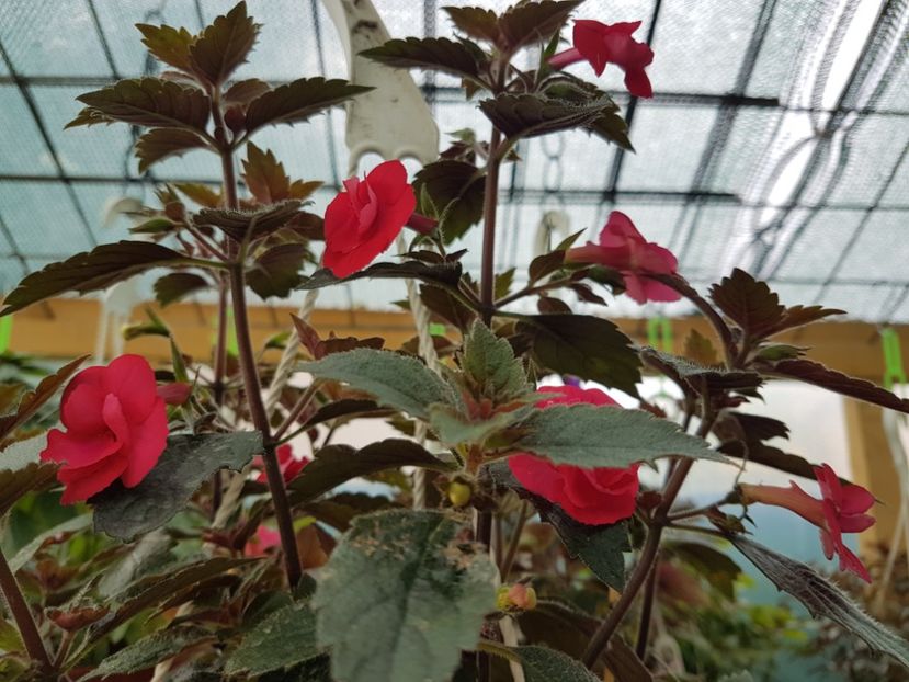 Stan delight - achimenes 2018
