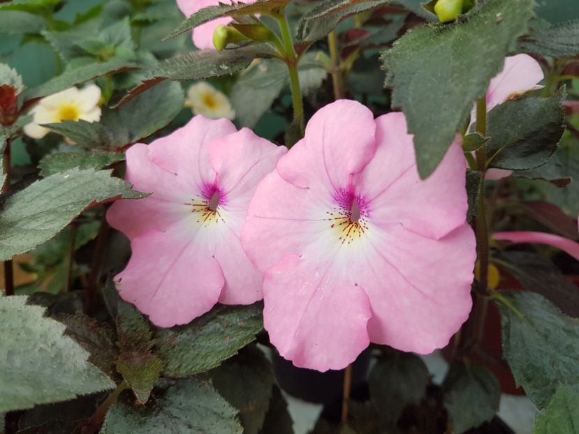Harecraft - achimenes 2018