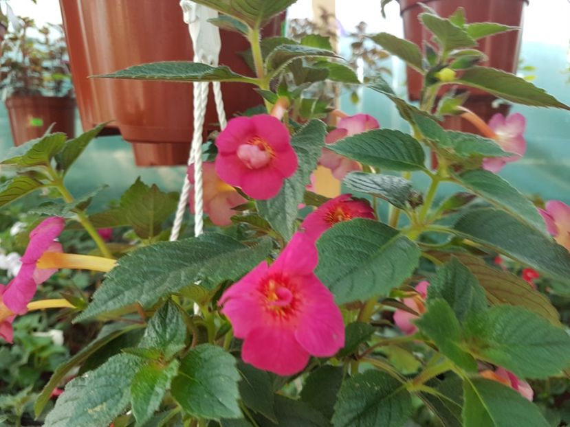 Dale martens - achimenes 2018