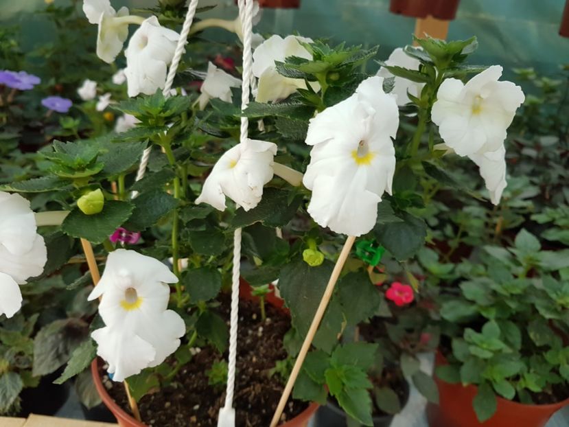 White glory - achimenes 2018