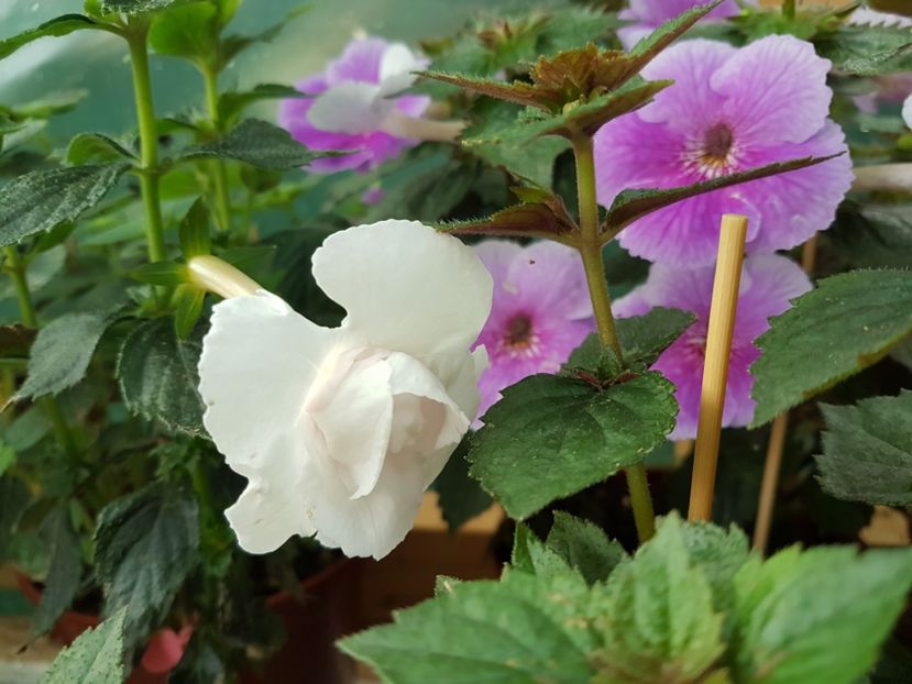  - achimenes 2018