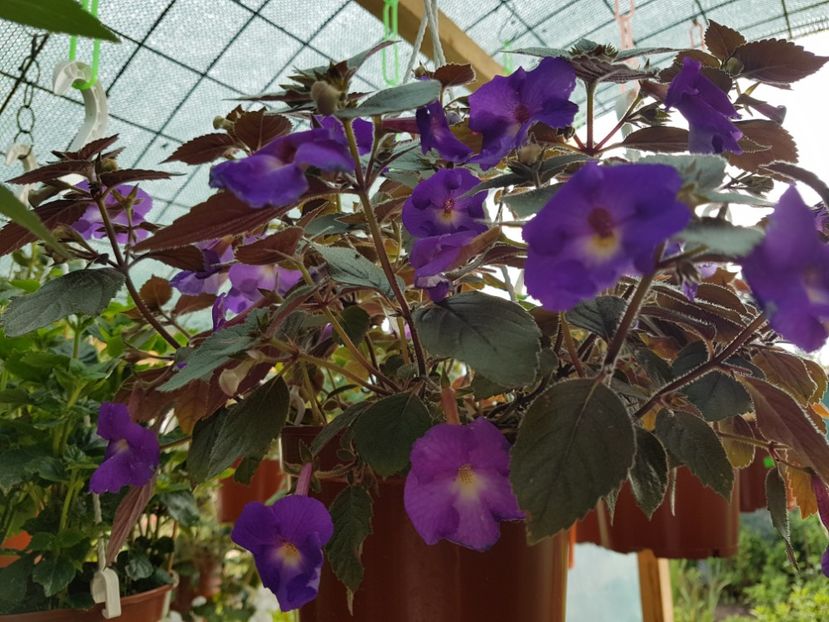 - achimenes 2018