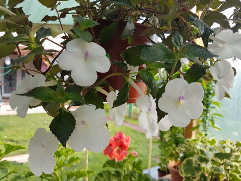 Show princes - achimenes 2018