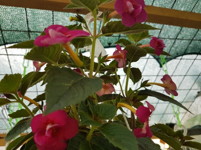 Dale martens - achimenes 2018