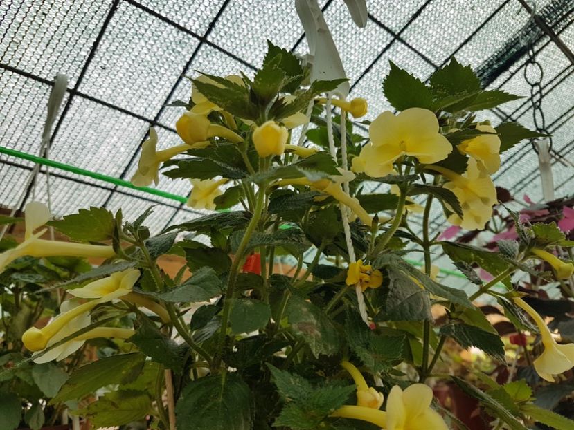 Himalayan  sunrise - achimenes 2018