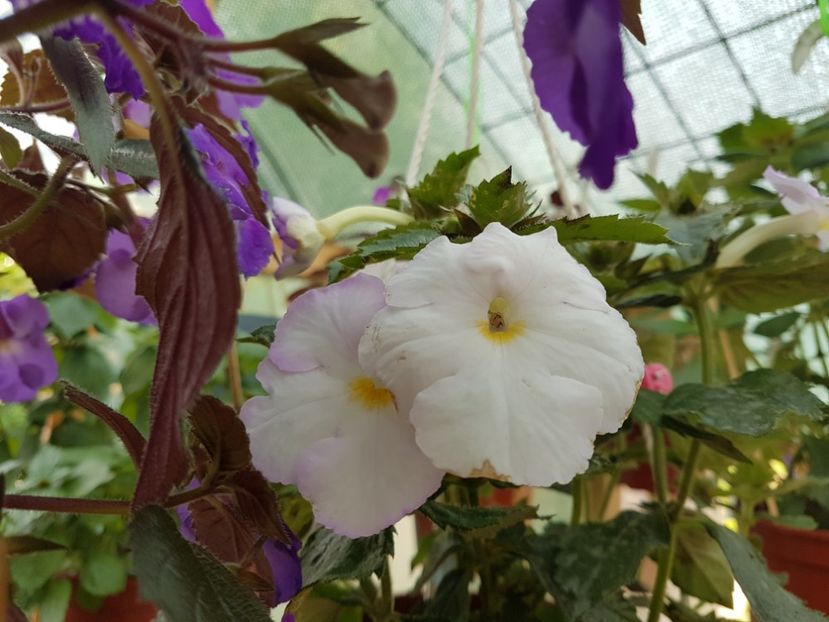  - achimenes 2018
