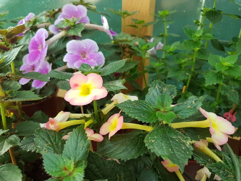  - achimenes 2018